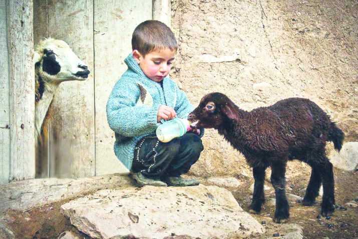 Merhamet