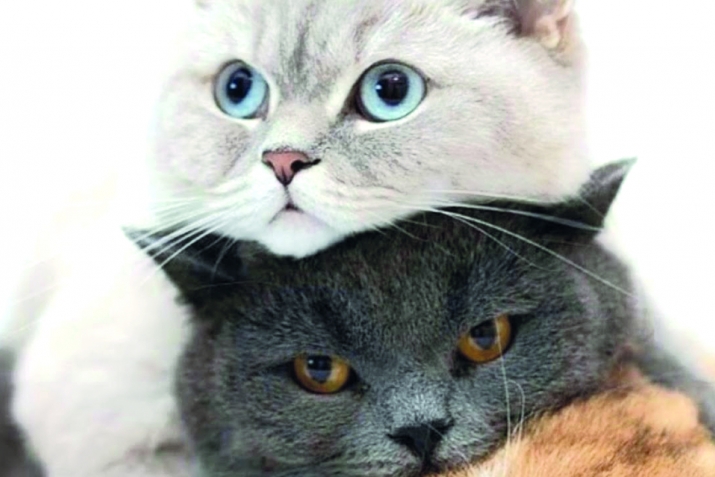 Taking care of cats