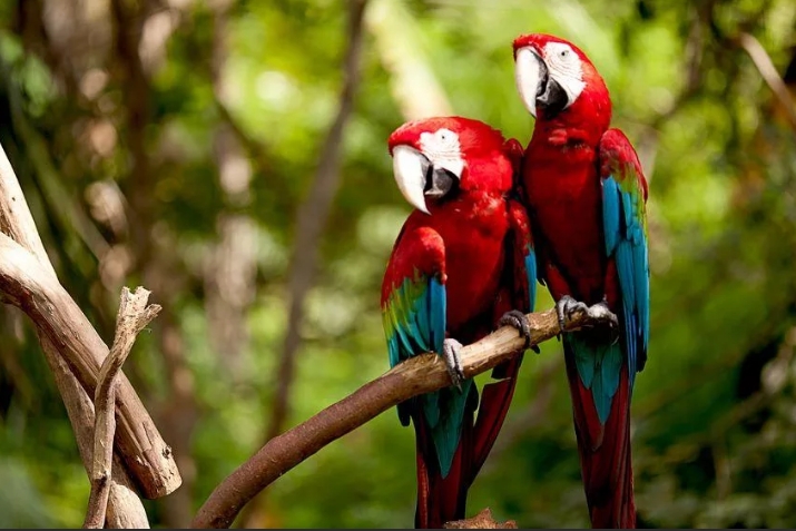 Birds are lying