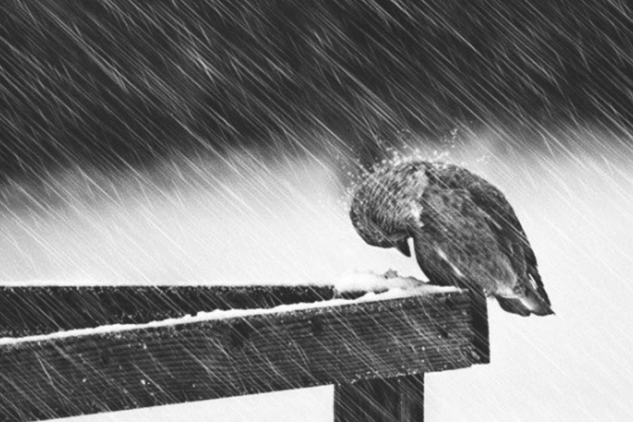 SABRIN HAKİKATİ