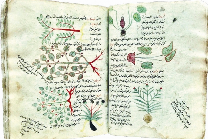 The great botanist of the Middle Ages