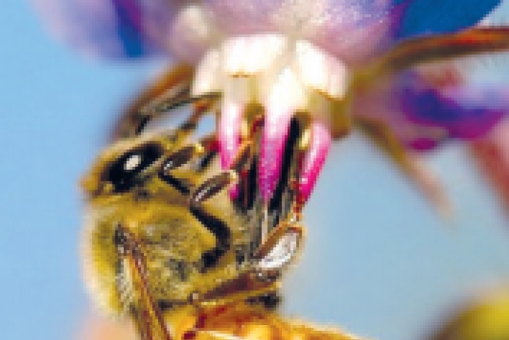 Secrets of nature